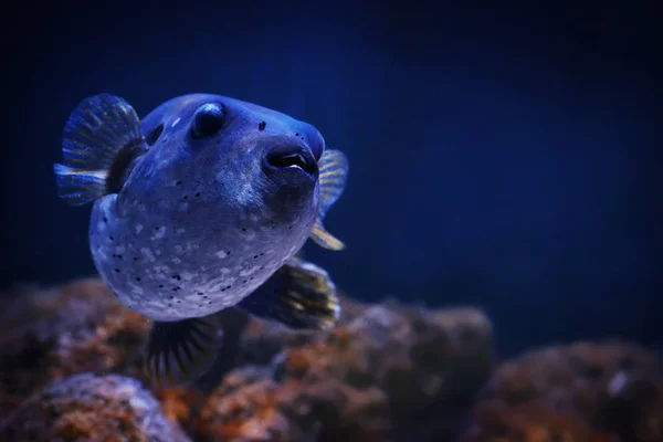 Exotic sea fish — Stock Photo, Image