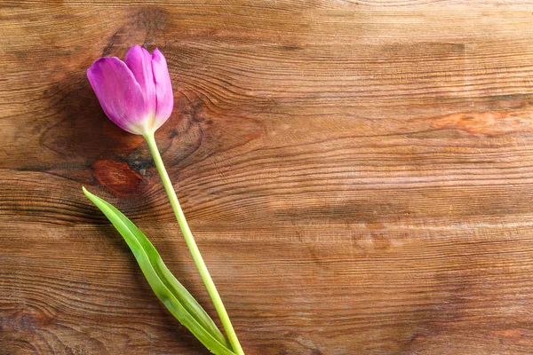 Schöne fliederfarbene Tulpe — Stockfoto