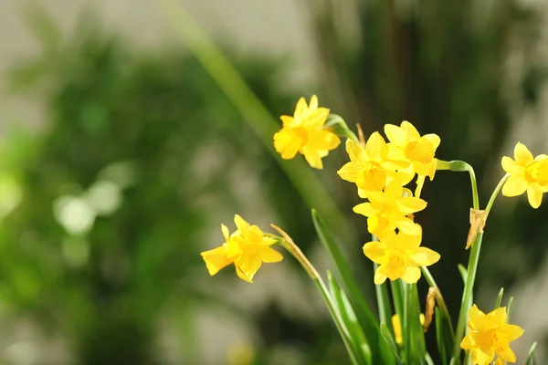 Vackra narcisser blommor — Stockfoto