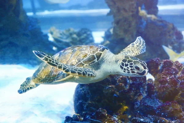 Große Meeresschildkröte — Stockfoto
