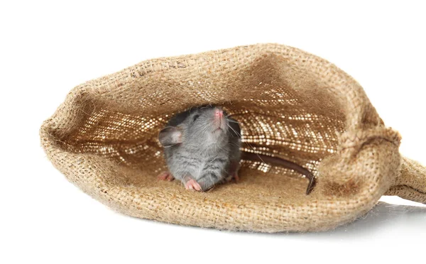 Niedliche lustige Ratte im Sack — Stockfoto