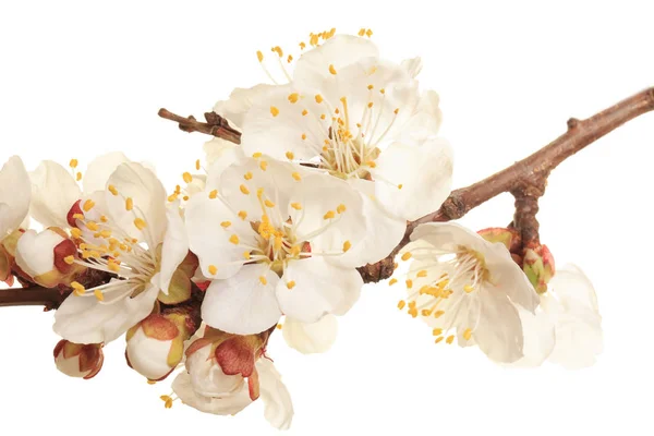 Rama de árbol frutal en flor sobre fondo blanco, primer plano — Foto de Stock