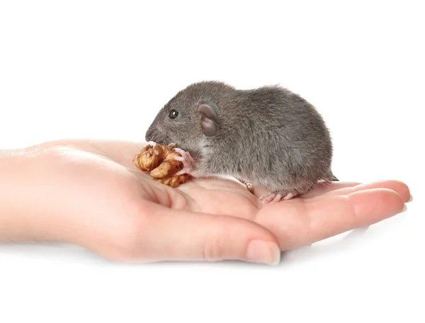 Ratto mangiare noce mentre seduto a portata di mano — Foto Stock