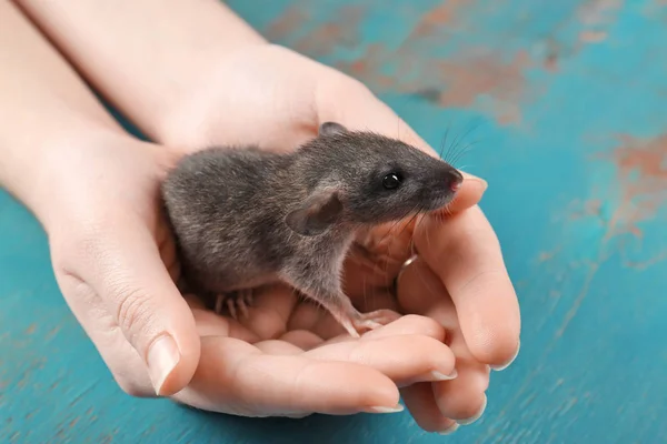 Kvinnliga händer med Söt rolig råtta — Stockfoto