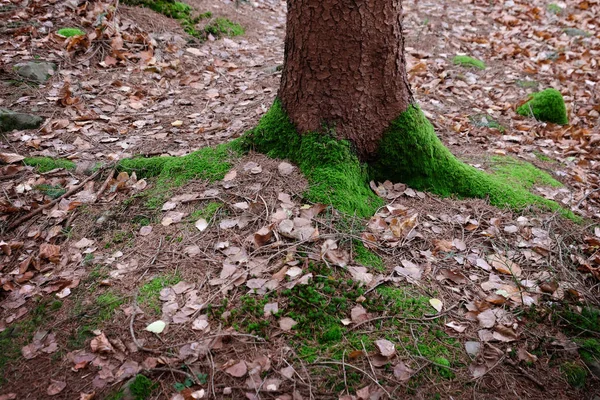 Mos op boom in herfst bos — Stockfoto