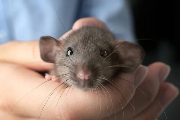 Jeune femme avec rat mignon — Photo