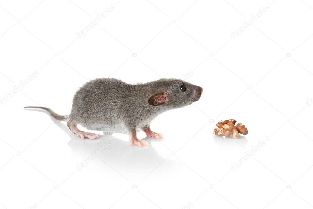 Cute funny rat with nut