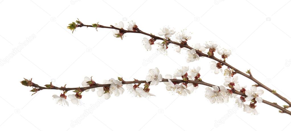 Branches of blooming fruit tree on white background