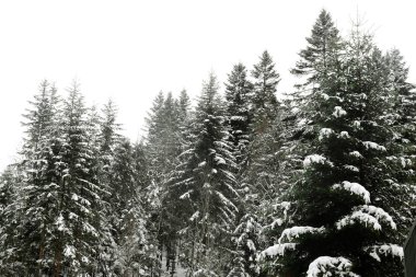 güzel manzara orman ile