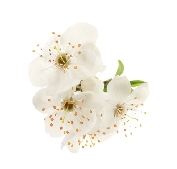 Branch of blooming tree flowers — Stock Photo, Image