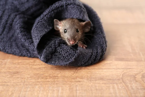 Милая забавная крыса — стоковое фото