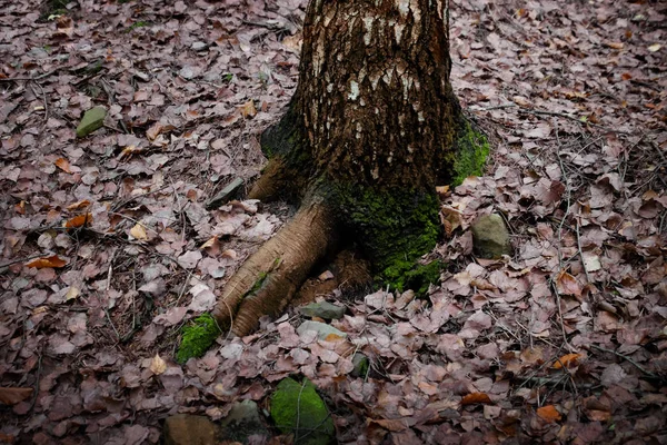 Mossa på träd i höstens skog — Stockfoto