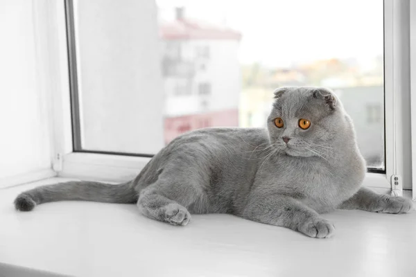 Katt som vilar på fönsterbrädan — Stockfoto