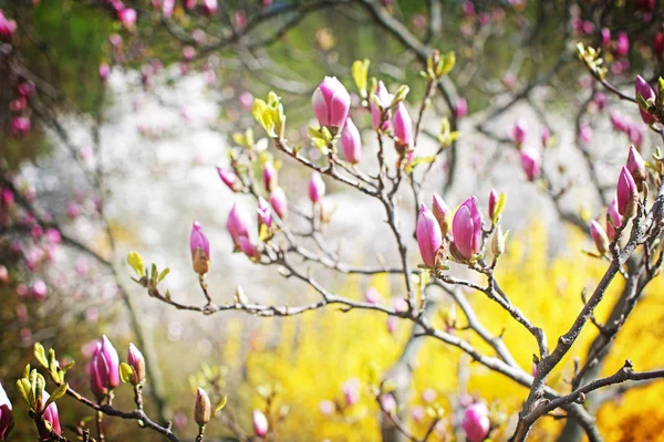 Magnolia träd blomknoppar — Stockfoto