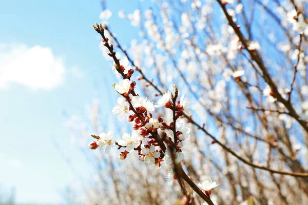 Branch of plum tree flowers on sky background — Stock Photo, Image