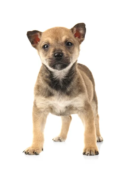 Cute small puppy — Stock Photo, Image