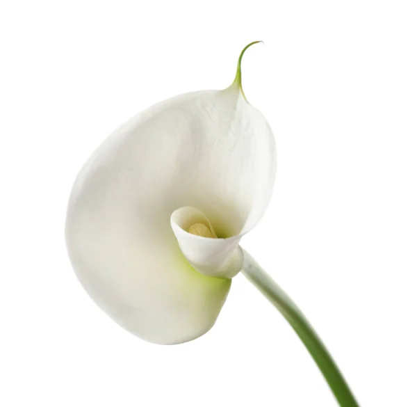 Vackra calla lily — Stockfoto