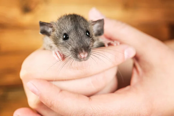 Mani femminili con ratto carino — Foto Stock