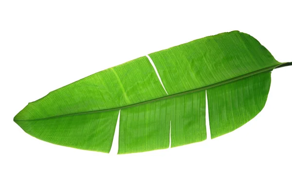 Banana leaf on white — Stock Photo, Image