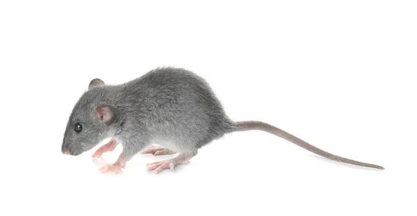 Carino divertente ratto — Foto Stock