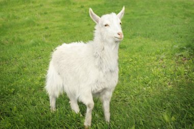 Yeşil çayır üzerinde beyaz keçi