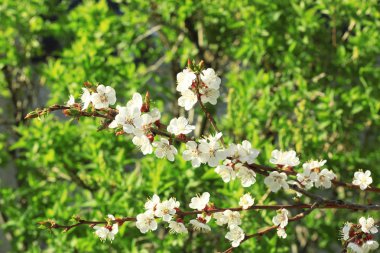 Açık havada çiçek açan meyve ağacının dalını