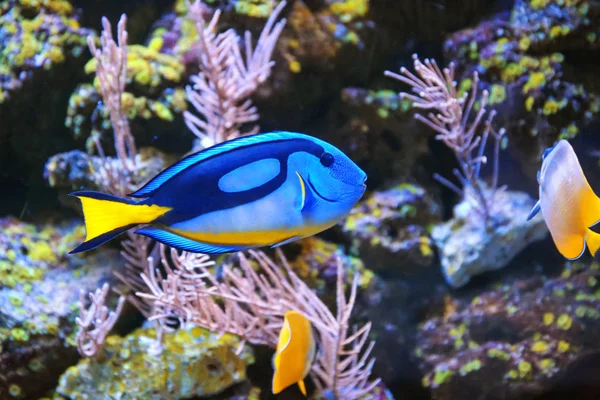 Exotische zee vissen — Stockfoto