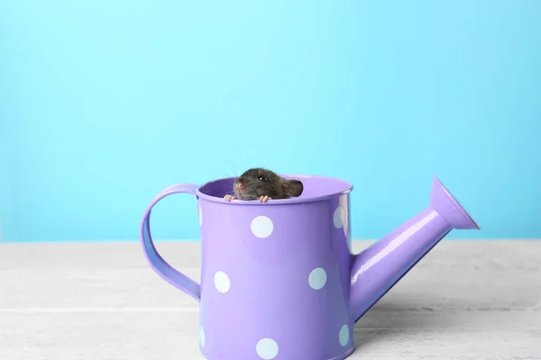 Cute funny rat — Stock Photo, Image