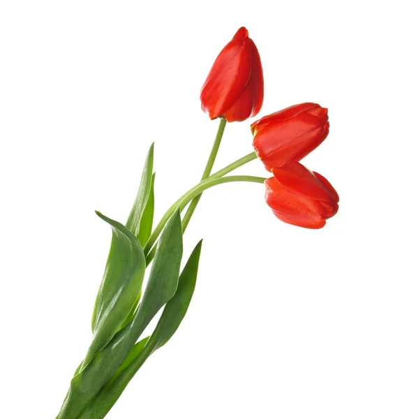 Beautiful tulip flowers — Stock Photo, Image