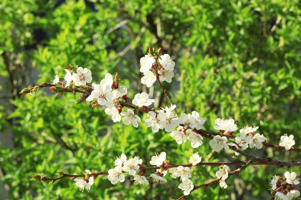 Gren av blommande fruktträd utomhus — Stockfoto