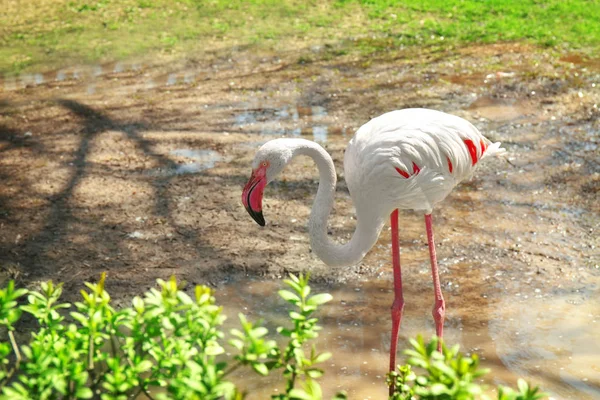 Hayvanat bahçesinde güzel bir flamingo — Stok fotoğraf