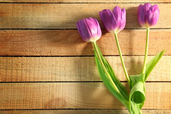 Hermosos tulipanes lila — Foto de Stock