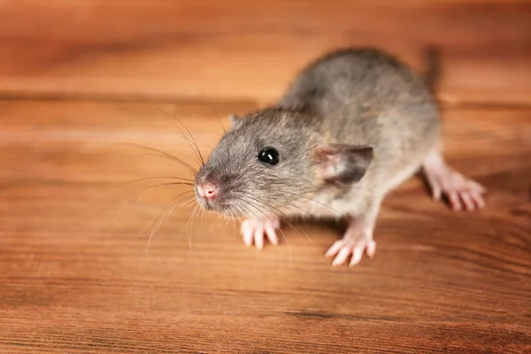 Carino divertente ratto — Foto Stock