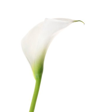 güzel calla lily  
