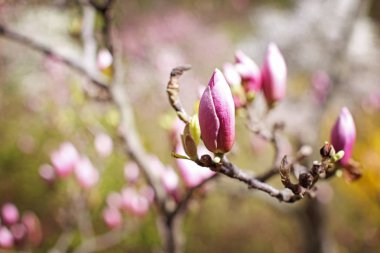 Manolya ağacı çiçek tomurcukları  