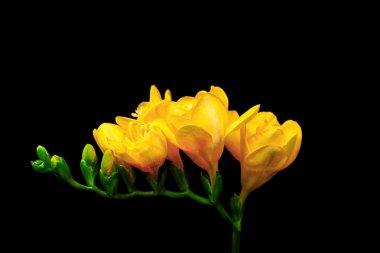 Güzel Frezya çiçek  