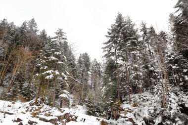 güzel manzara orman ile