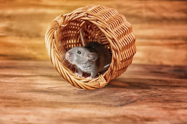 Rato engraçado bonito na cesta de vime — Fotografia de Stock