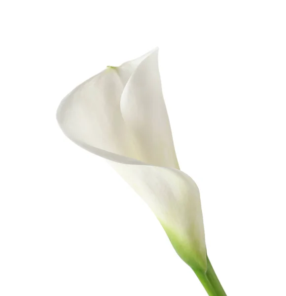 Lírio de calla bonito — Fotografia de Stock