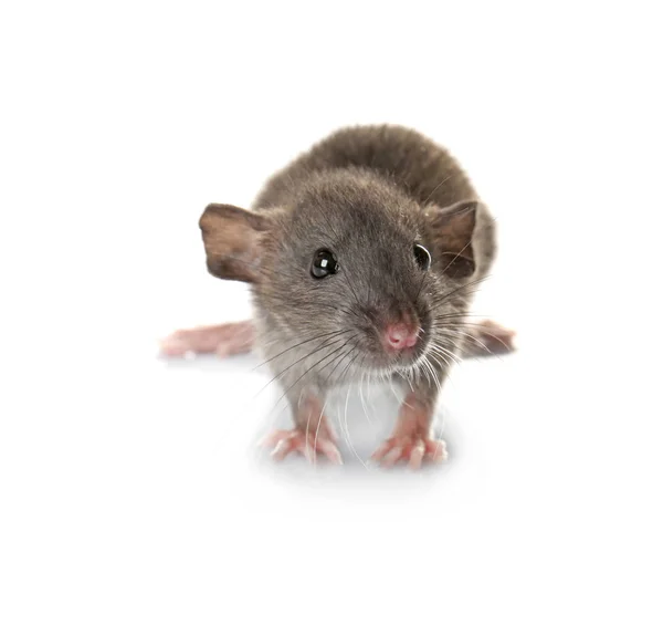 Carino divertente ratto — Foto Stock