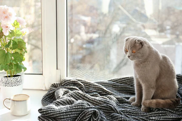 Gato descansando en alféizar de ventana — Foto de Stock