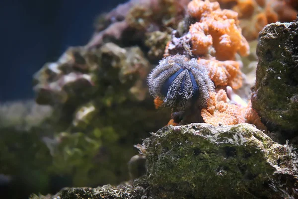 Echinus en mooie koralen — Stockfoto