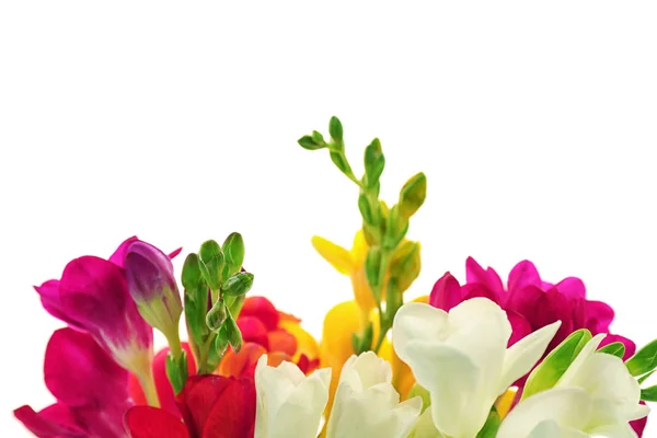 Frezja piękne kwiaty — Zdjęcie stockowe