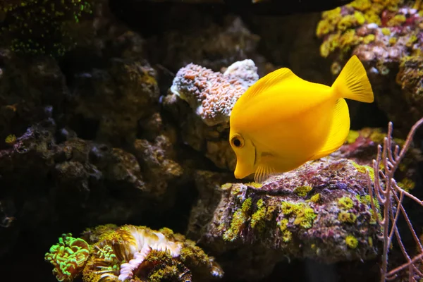 Exotic sea fish — Stock Photo, Image