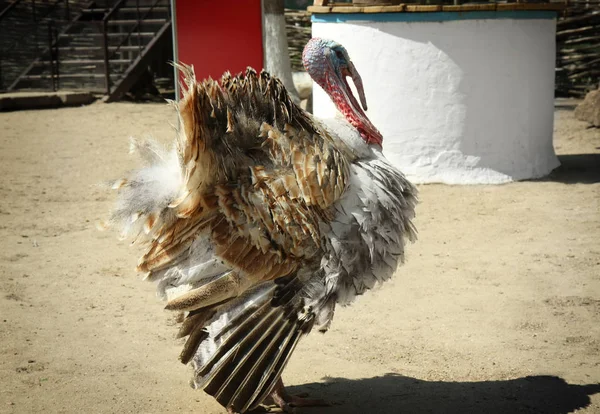 Vicces Törökország az állatkert — Stock Fotó