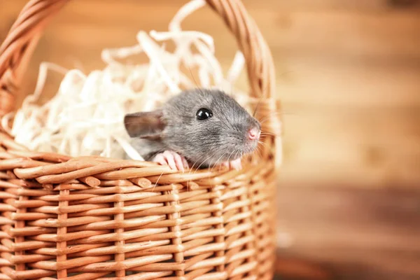 Niedliche lustige Ratte im Weidenkorb — Stockfoto