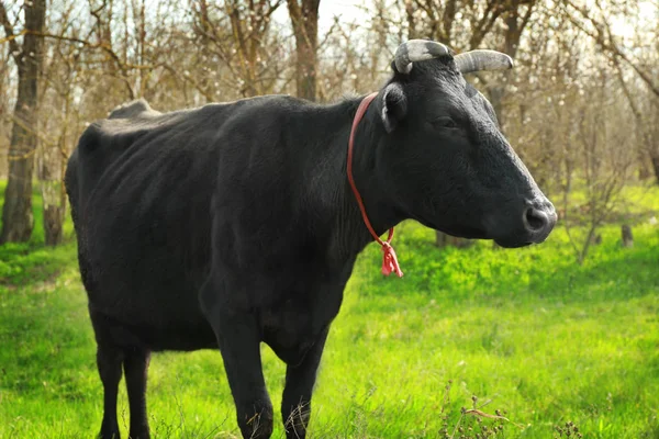 Czarnej krowy pasące się na pole — Zdjęcie stockowe