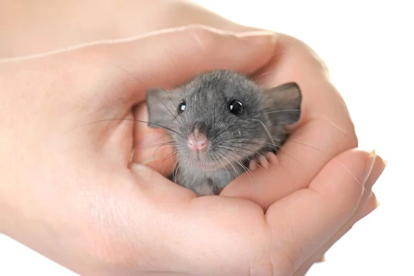 Vrouwelijke handen met leuke grappige rat — Stockfoto