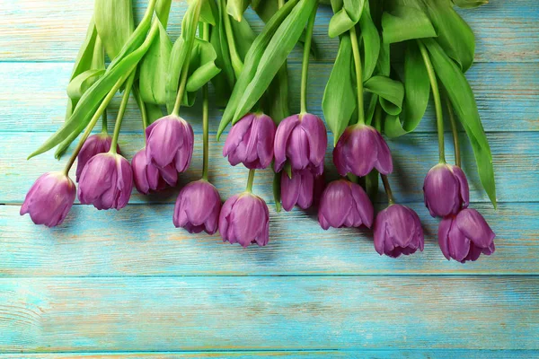 Красиві тюльпани бузку — стокове фото