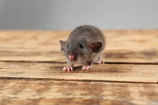 Carino divertente ratto — Foto Stock